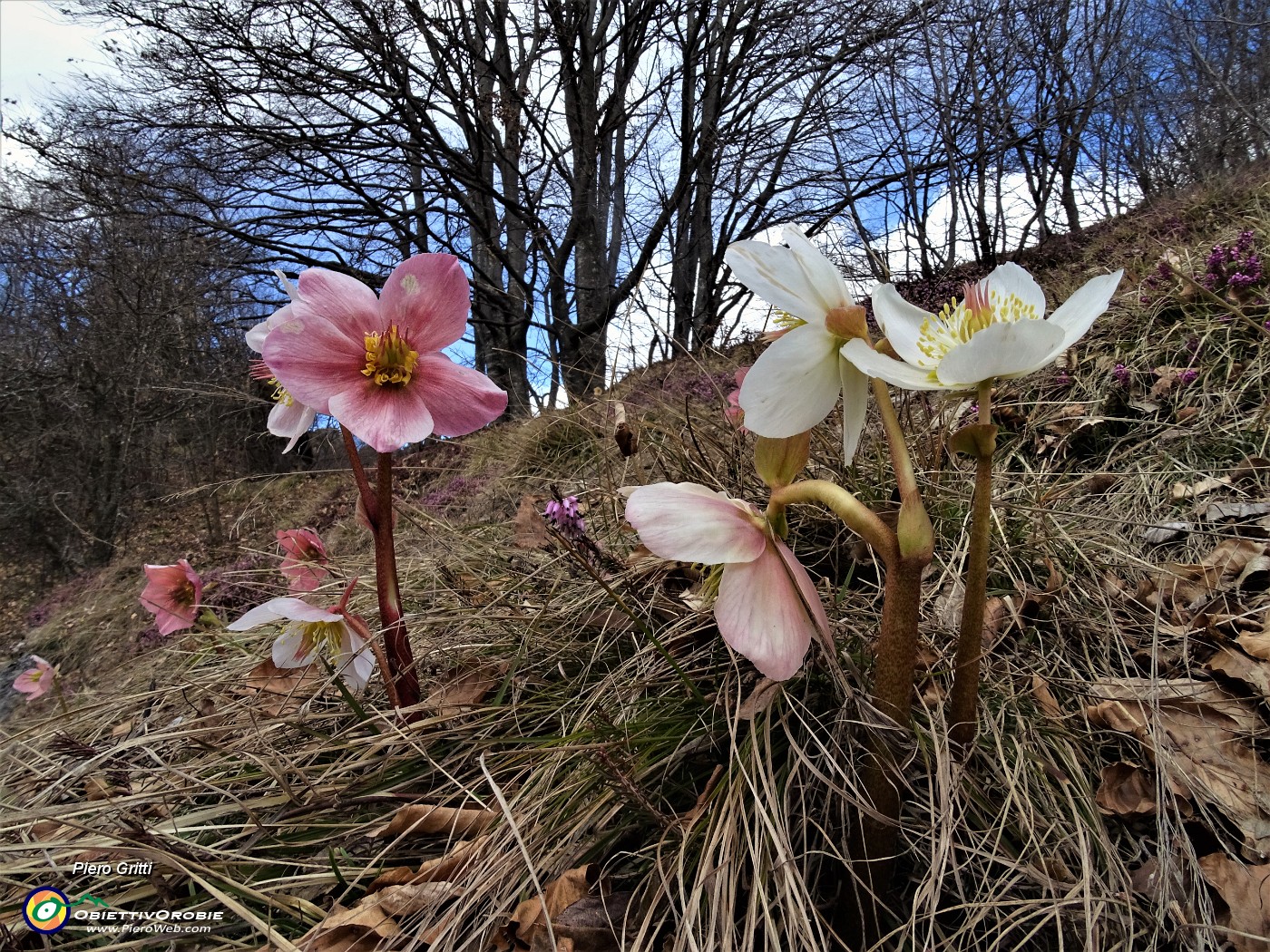 70 Ellebori (Helleborus niger) .JPG